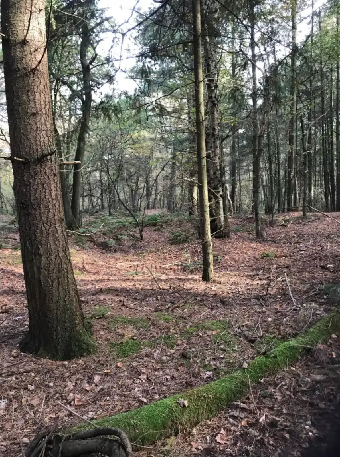 Forest