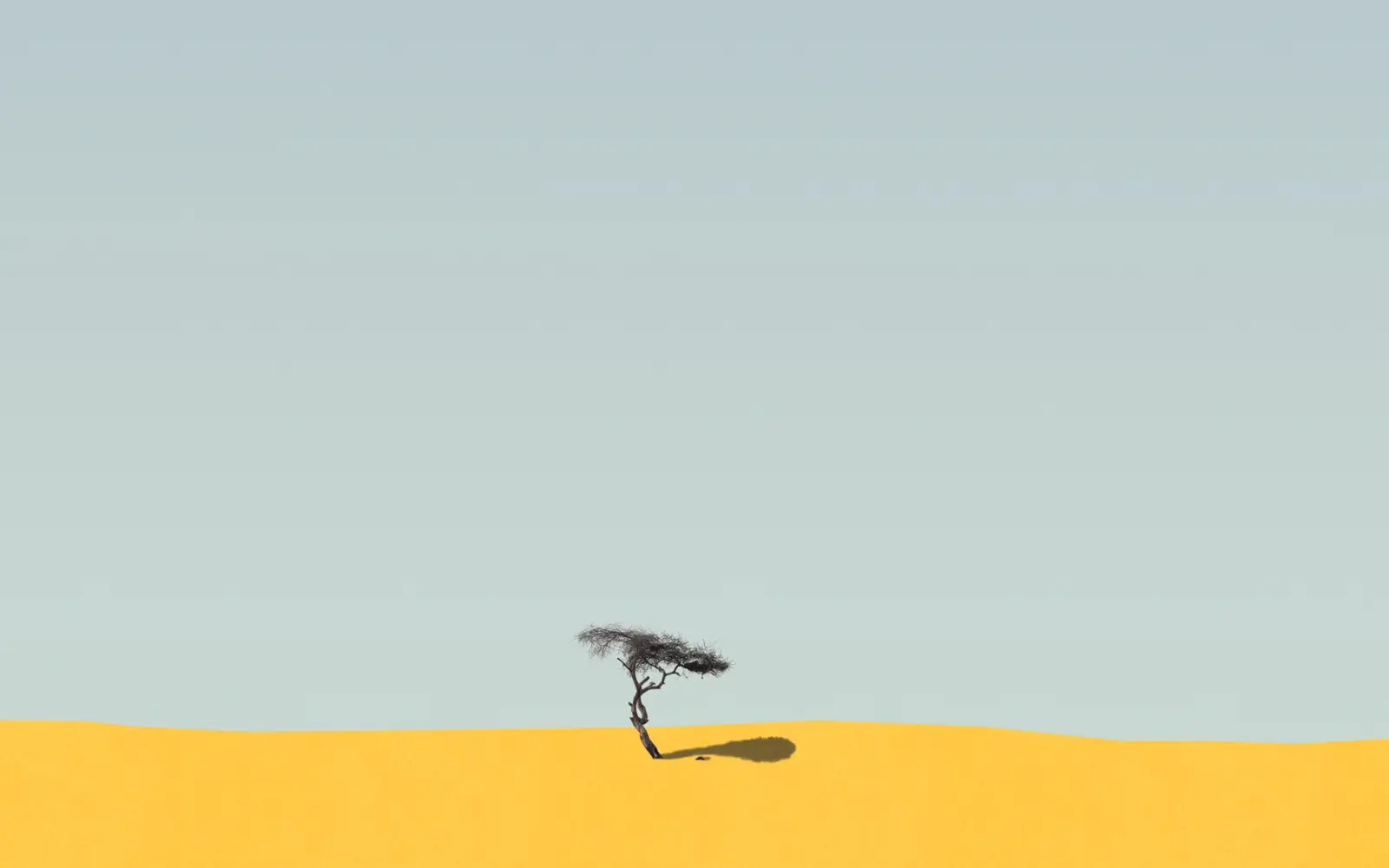 L'arbre de Ténéré
